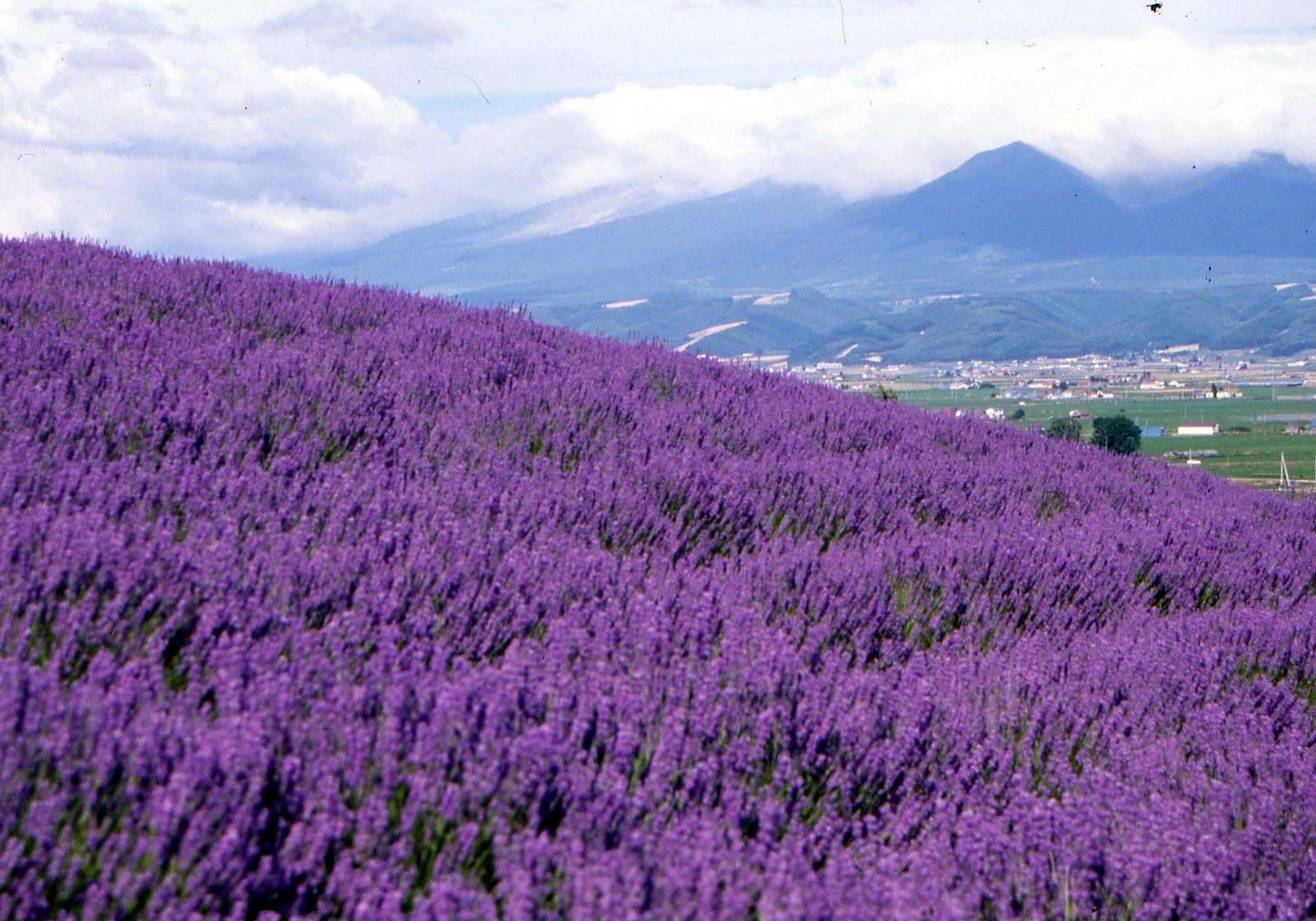 Lavender 2* Furano